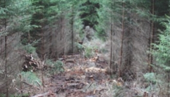 Quand Bois-Energie rime avec sylviculture