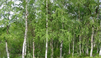 Forêt, écologie, société stop au monologue, créons un dialogue !