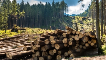 Voici des arbres, quel est leur volume ? Cubage des bois en grume