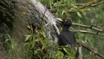 L'importance des oiseaux dans le milieu forestier 