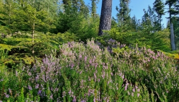 La station forestière : des arbres oui, mais pas n’importe où !