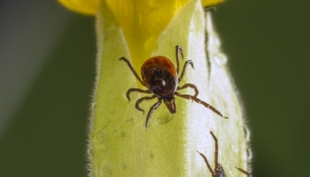 Maladie de Lyme : le programme CiTIQUE et la prévention pour les forestiers