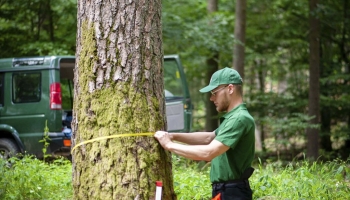 Comment calculer le volume d'un arbre abattu ?}
