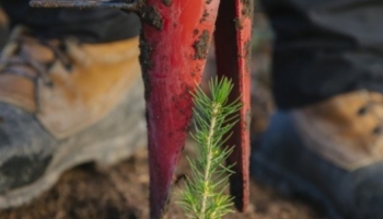 Quelles techniques de plantation et avec quels outils ?}