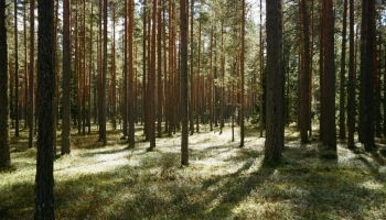 Les sols forestiers : des milieux fragiles