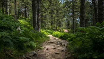 Foncier forestier - Que vérifier avant d’acheter une parcelle forestière ?