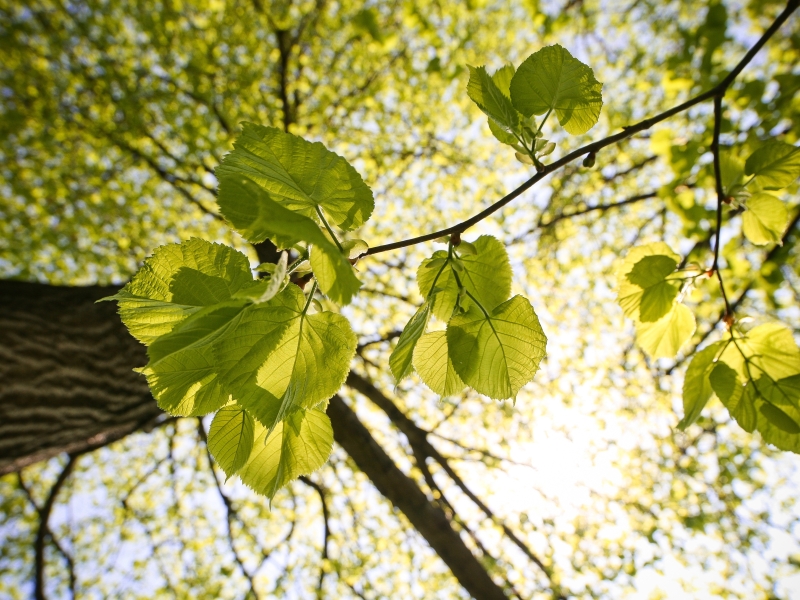 Canicules, sécheresses et stress hydrique : comment s'adaptent les arbres ?}