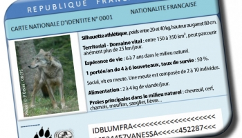 Le loup est-il, à nouveau, présent dans nos forêts ? SITUATION DANS LE GRAND EST