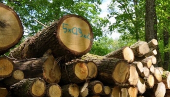 COURS DES BOIS : le chêne, plus que jamais