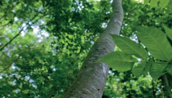 Loucher vers l’est : un bon strabisme ?