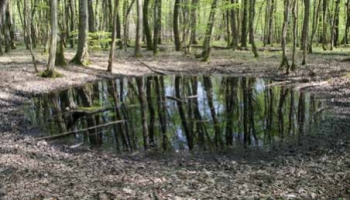 Décrire les mares et mardelles forestières : une grande étude démarre sur le Gra