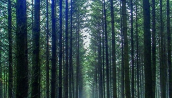 Cloisonnons notre forêt pour préserver les sols