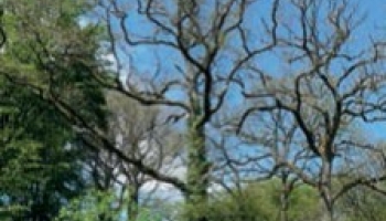 Santé des forêts du Grand Est en 2016