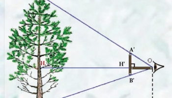 La dendrométrie ou les mathématiques du forestier