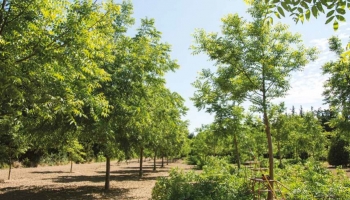 Les arbres aux abords des voies publiques