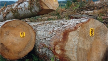 Cours des bois : il n’y a plus de saison !