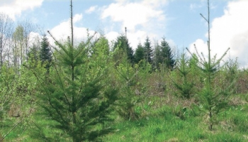 L'indispensable appui à l'investissement forestier est de retour