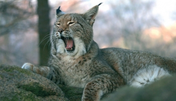 Le retour du Lynx dans la Réserve de Biosphère Vosges du Nord – Pfälzerwald